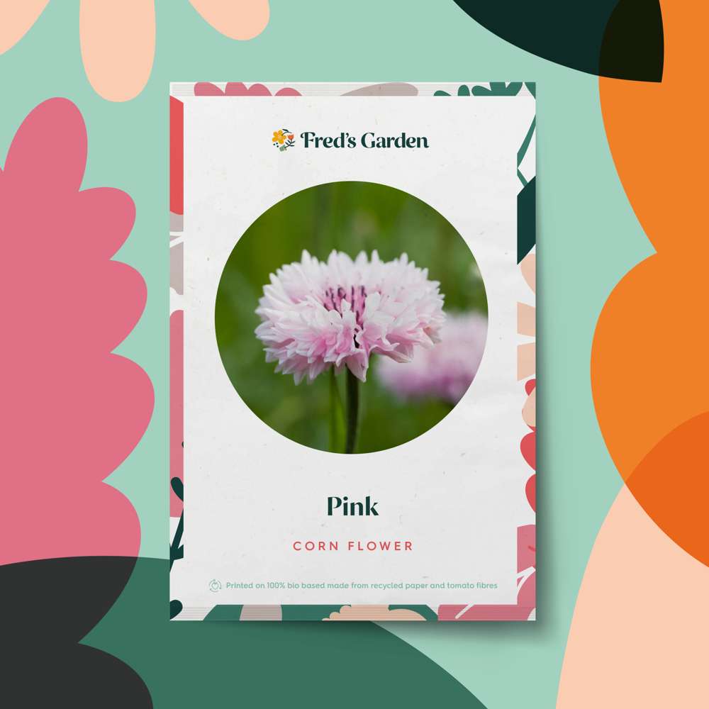 Pink kornblomst (frø)